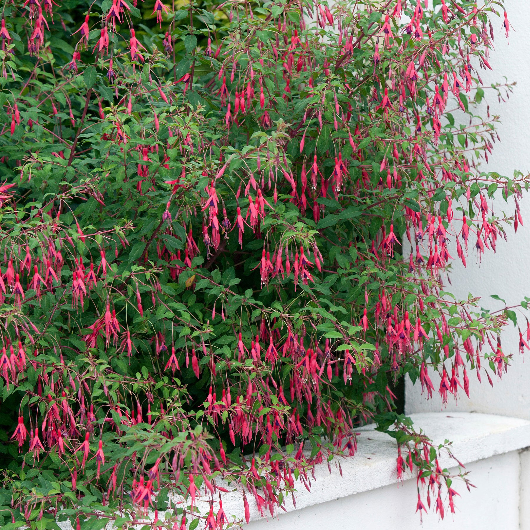 Fuchsie ‘Riccartonii’ - Fuchsien - Willemse