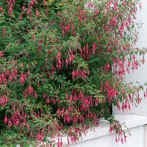 Fuchsie ‘Riccartonii’ - Fuchsien - Willemse