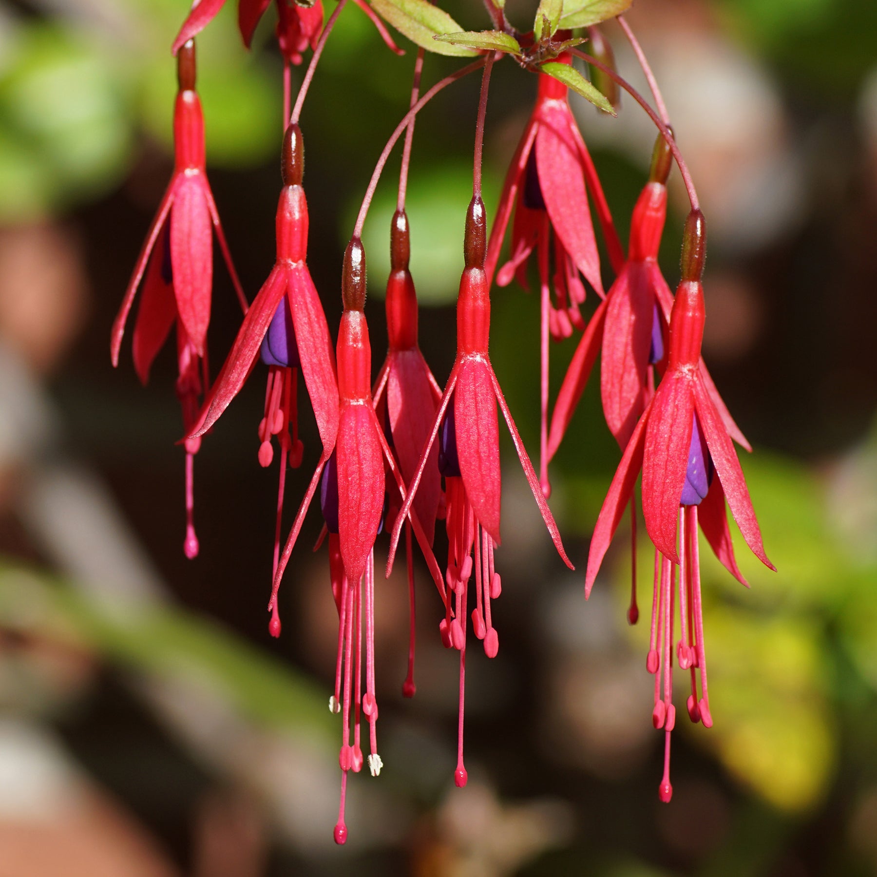Fuchsie ‘Riccartonii’ - Willemse