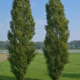 Populus nigra italica - Italienische Säulenpappel (x10) - Pappel