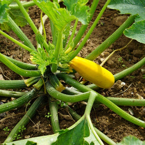Zucchini Soleil F1 - Cucurbita pepo soleil f1 - Willemse
