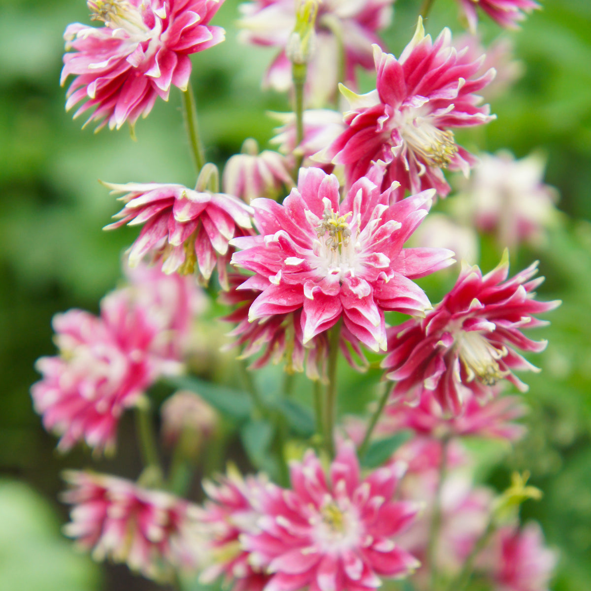Garten-Akelei Nora Barlow - Aquilegia Nora Barlow - Willemse