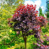 Cotinus coggygria royal purple - Perückenstrauch Cotinus 'Royal Purple' - Blühende Sträucher