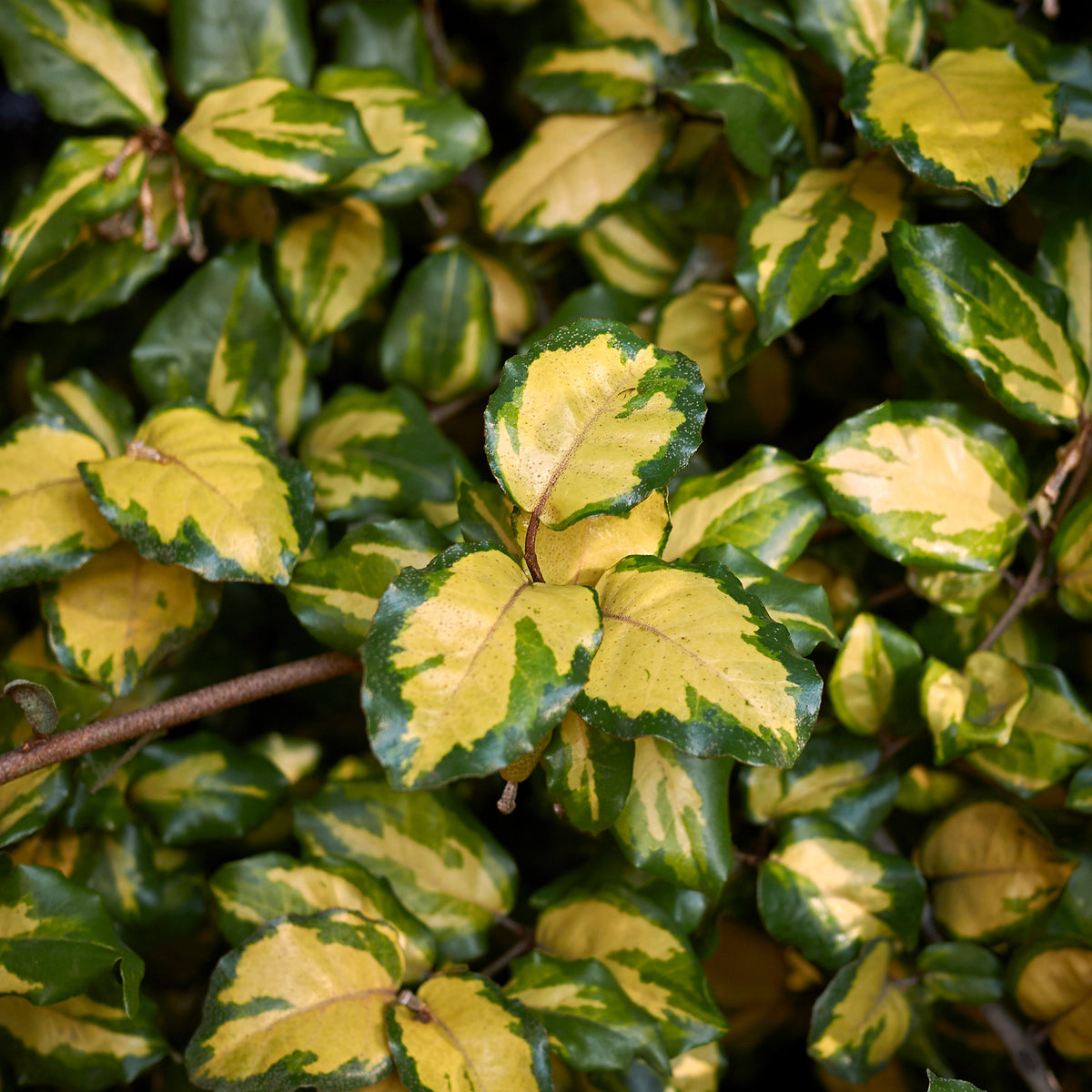 Eleagnus pungens maculata - Olweide - Eleagnus