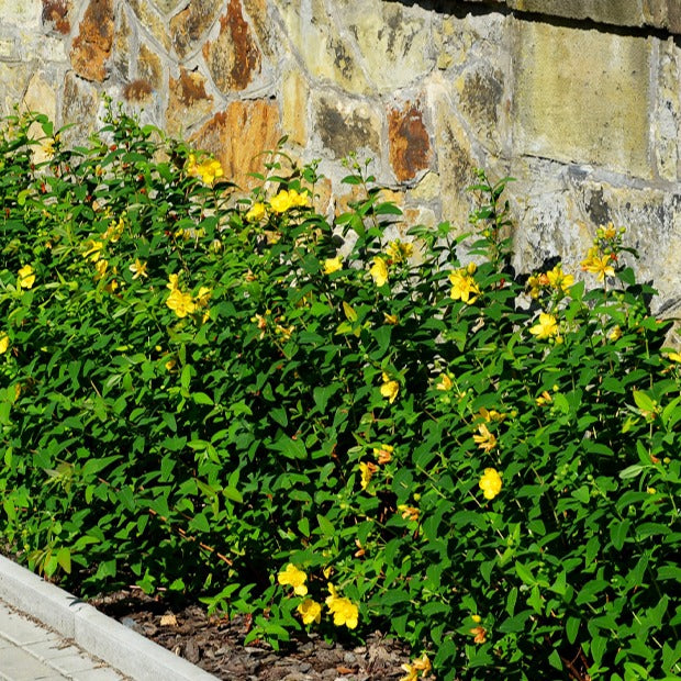 Hypericum hidcote - Johanniskraut Hidcote - Sträucher