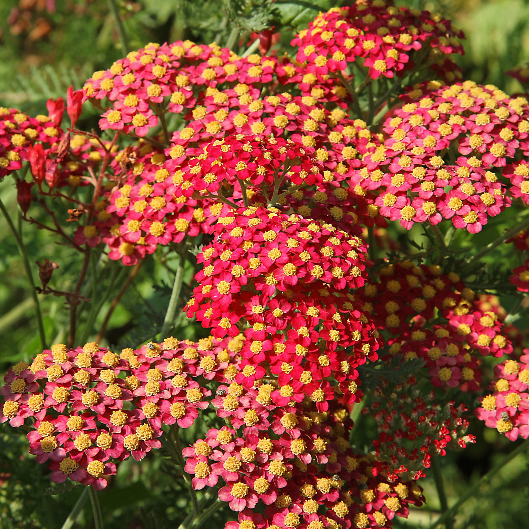Blühende Stauden - Schafgarbe Paprika - Achillea millefolium Paprika