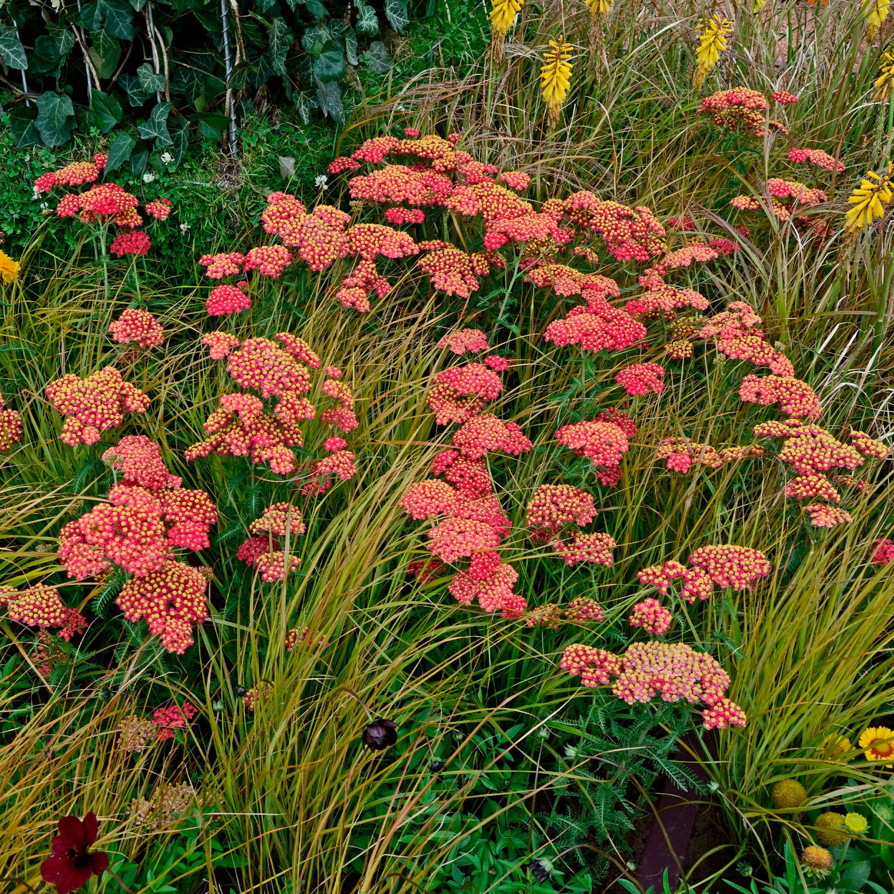 Achillea millefolium Paprika - Schafgarbe Paprika - Blühende Stauden