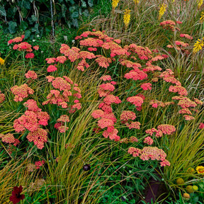 Achillea millefolium Paprika - Schafgarbe Paprika - Blühende Stauden