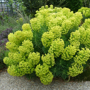 Wolfsmilch Kaktus - Euphorbia characias ssp. Wulfenii - Willemse