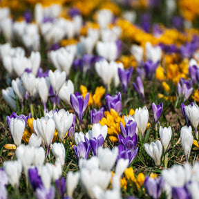 Botanische Krokusse Mischung (x50)