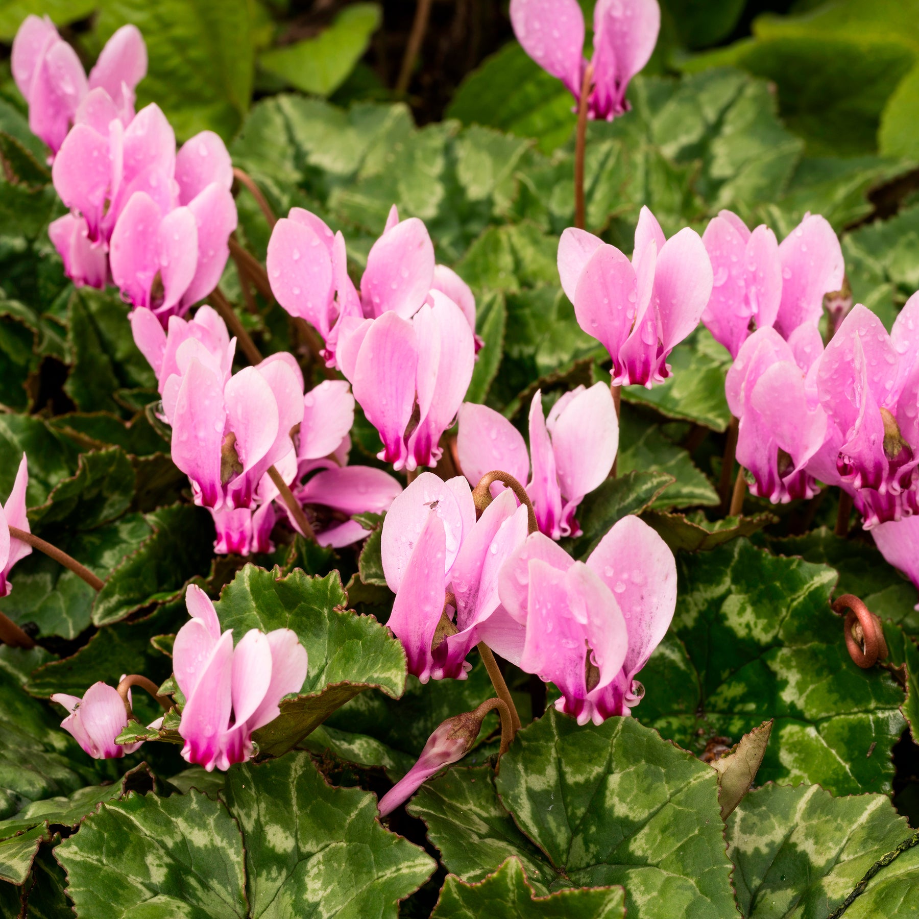 Alpenveilchen rosa (x3) - Willemse