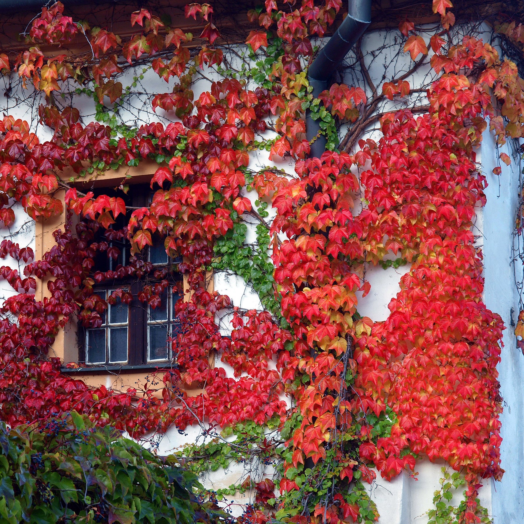 Kletterpflanzen - Kletterpflanzen Kollektion (x3) - Lonicera heckrottii American Beauty, Clematis patens Piilu, Parthenocissus tricuspidata Veitchii