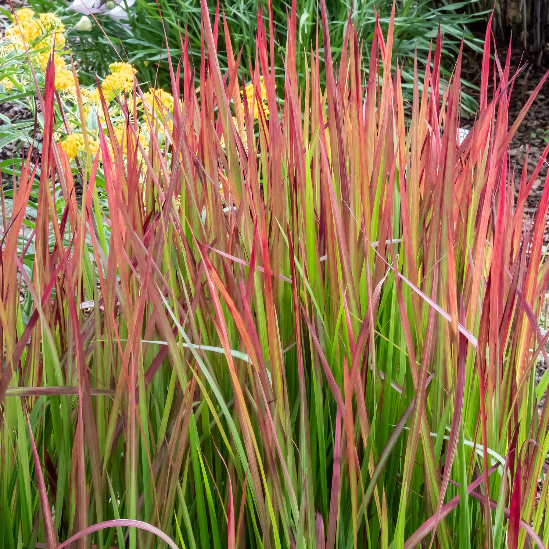 Japanisches Blutgras 'Red Baron' - Imperata cylindrica Red Baron - Willemse