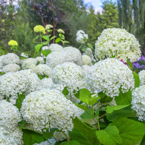 Hortensie 'Annabelle'