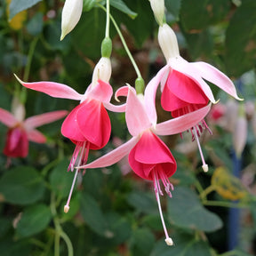 Fuchsia Celia Smedley - Fuchsia 'Celia Smedley' (x3) - Fuchsien