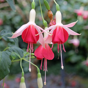 Fuchsia 'Celia Smedley' (x3) - Willemse