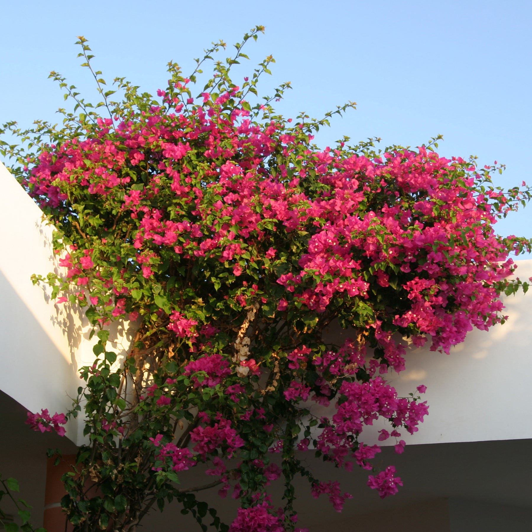 Bougainvillea rosa - Willemse