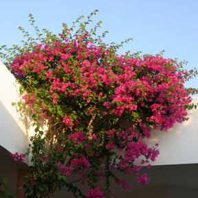 Bougainvillea rosa - Willemse