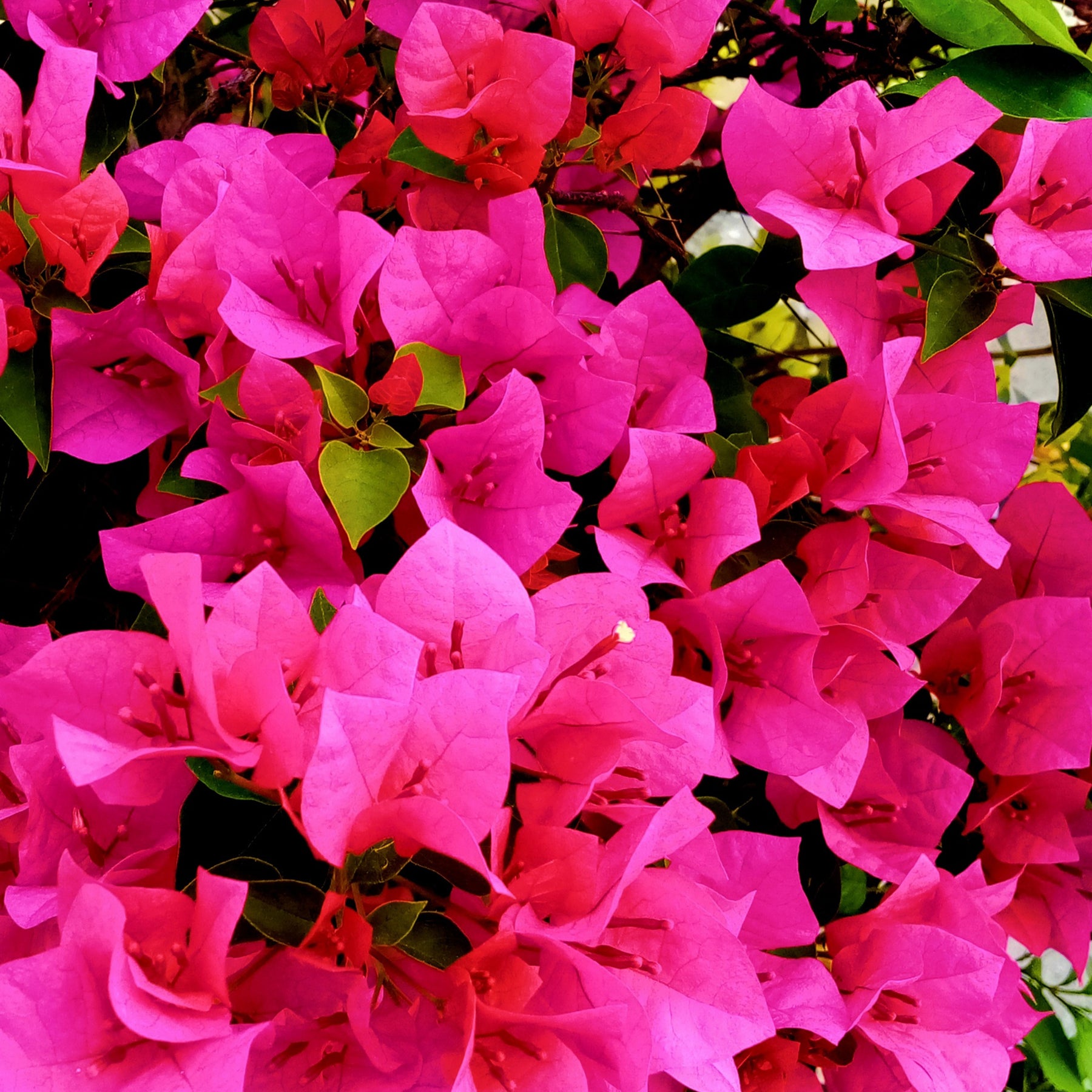 Bougainvillea rosa - Bougainvillea pink - Willemse