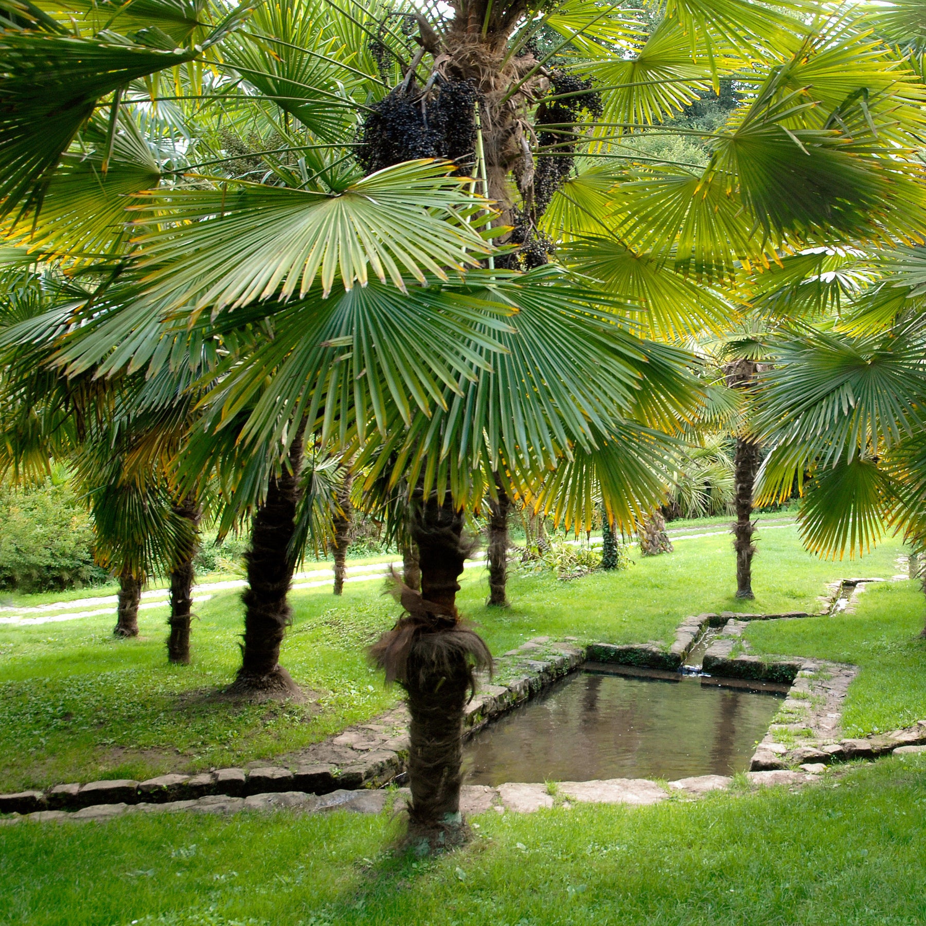 Verkauf Chinesische Hanfpalme - Trachycarpus fortunei