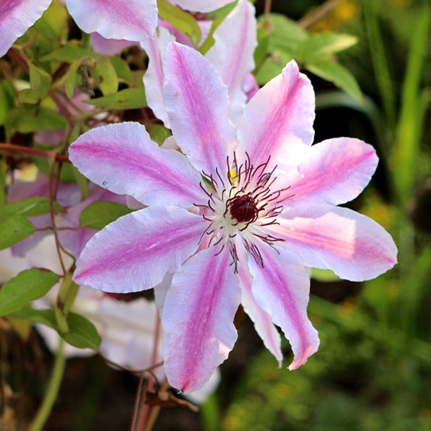 Waldrebe 'Nelly Moser' - Clematis 'nelly moser' - Willemse