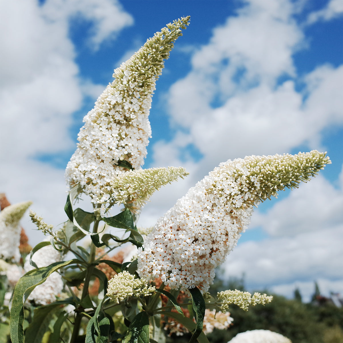 Buddleja davidii white profusion - Schmetterlingsflieder Buddleja 'White Profusion' - Schmetterlingsstrauch - Buddleja