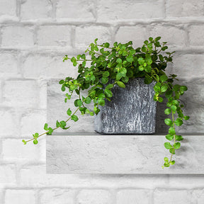 Rundblättrige Peperomie - Willemse