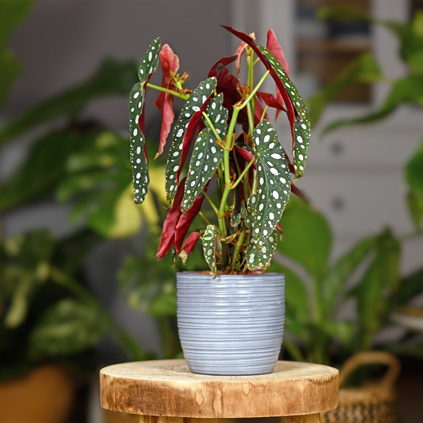 Forellenbegonie (Begonia maculata) - Willemse