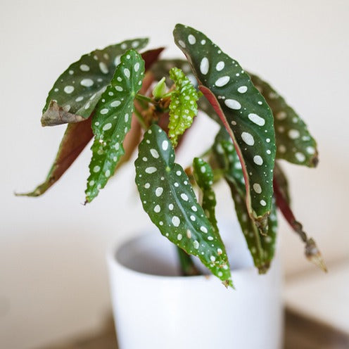 Geflecktes Begonie - Begonia maculata - Willemse