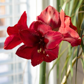 Amaryllis 'Red Lion' Geschenk - Willemse