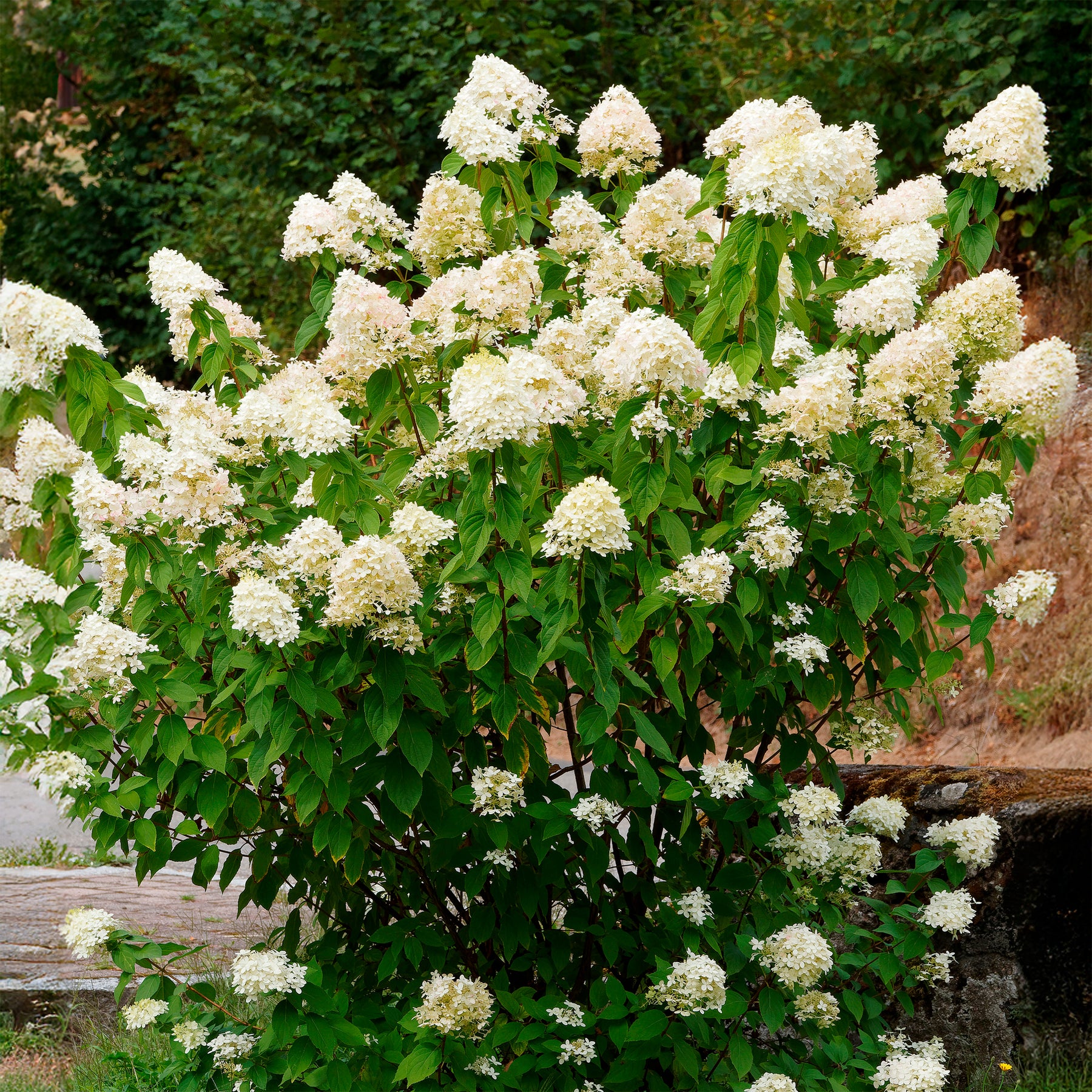 Hydrangea paniculata Grandiflora - Hortensie weiss als Geschenk - Jardins
