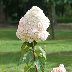Hortensie weiss als Geschenk - Hydrangea paniculata Grandiflora - Willemse