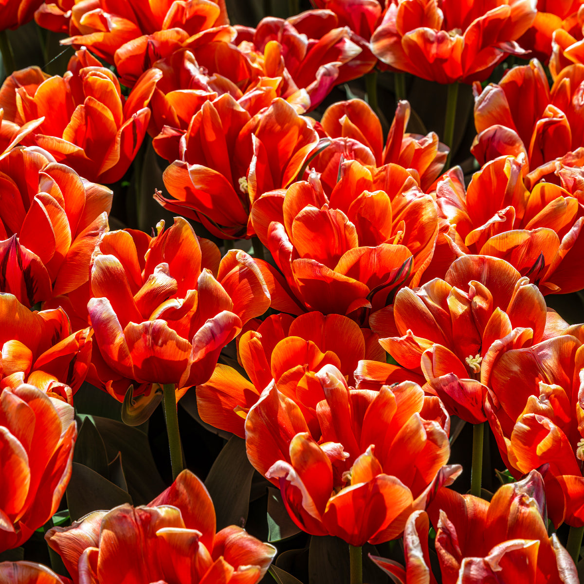 Tulipa double late Queensday  - 7 Doppelte Spätblühende Tulpen Queensday - Tulpen-Zwiebeln