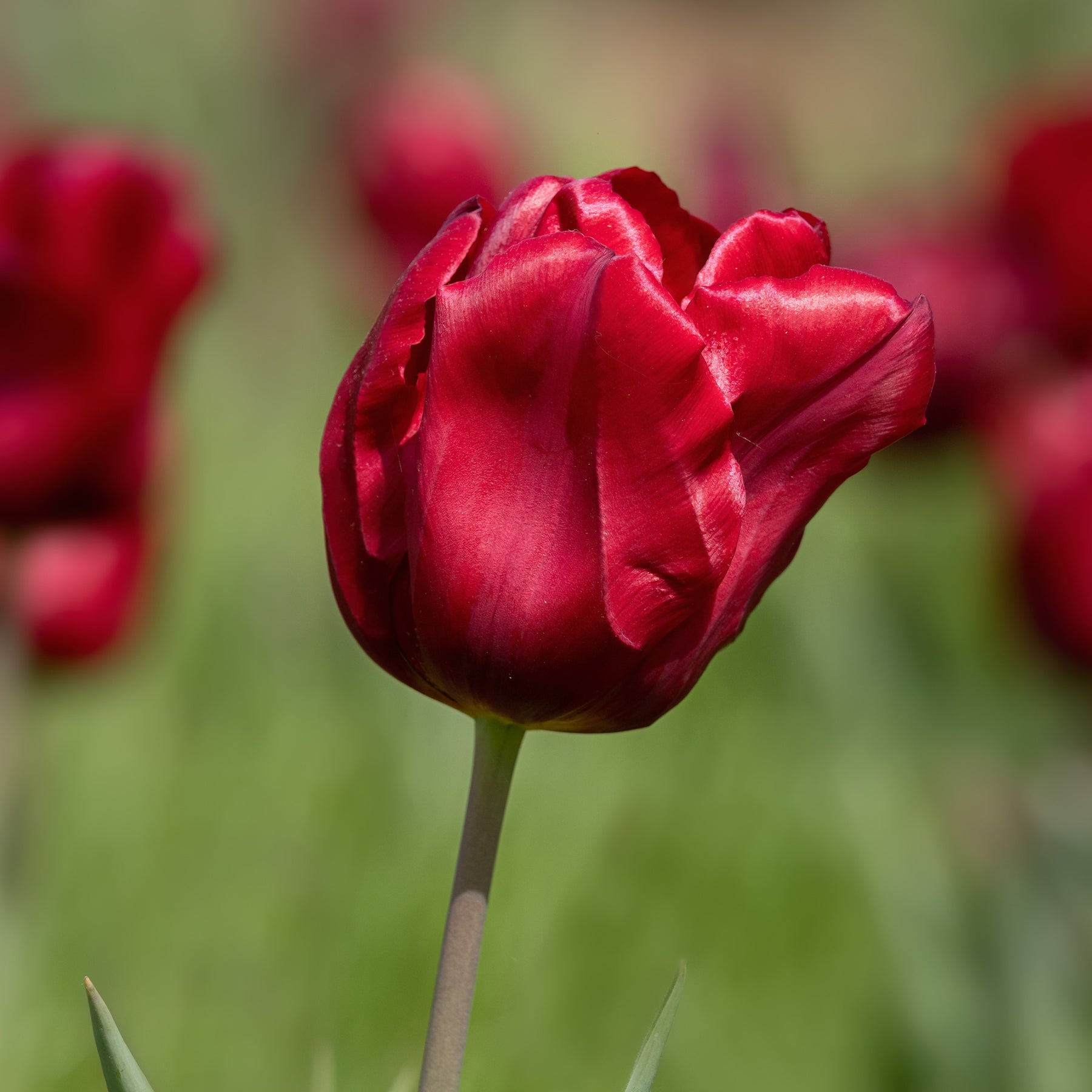 8 Tulpen Love Circle - Tulipa love circle - Willemse