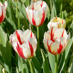 Tulipa love circle - 8 Tulpen Love Circle - Tulpen-Zwiebeln