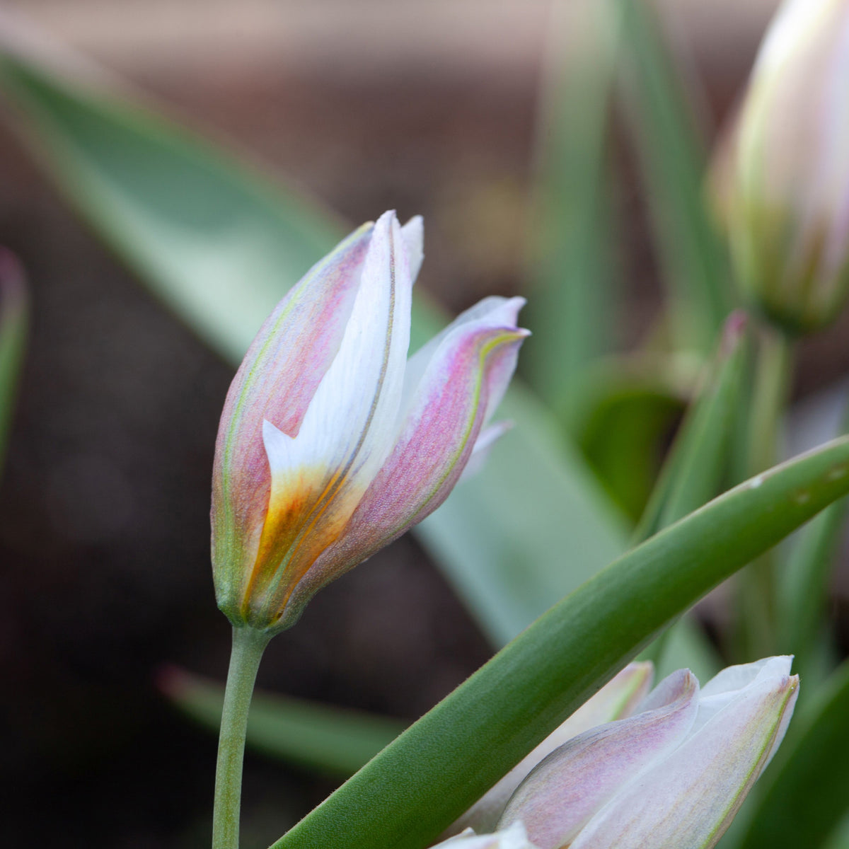 10 Botanische Tulpen Polychroma - Tulipa botanical polychroma - Willemse