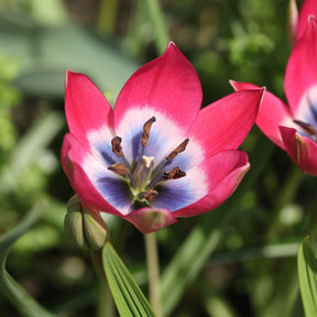 10 Botanische Tulpen Little Beauty - Willemse