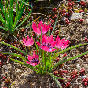 10 Botanische Tulpen Little Beauty - Tulipa botanical little beauty - Willemse