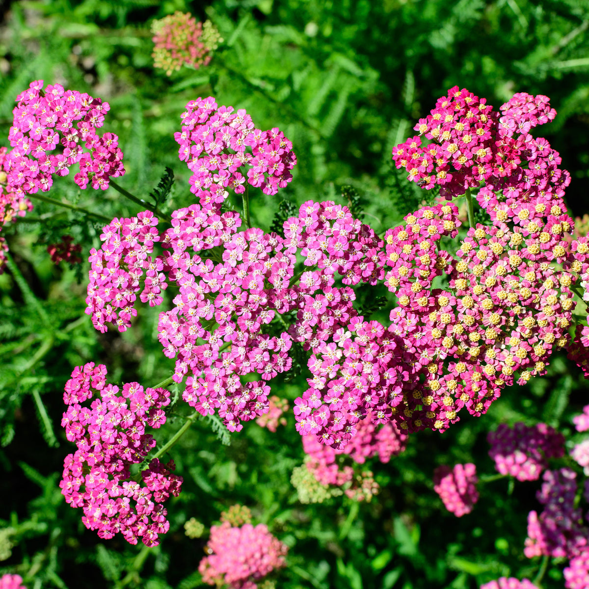 achillea milleforlium Mily Rock  - Schafgarbe Mily Rock - Schafgarbe