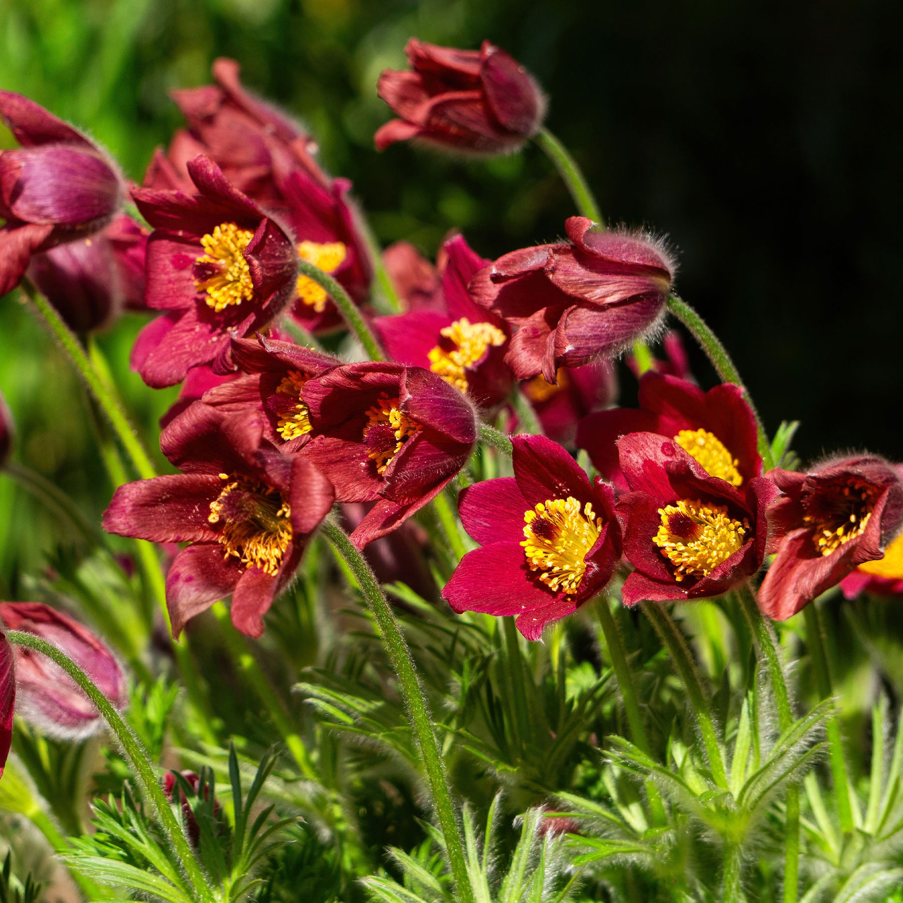 Rote Küchenschelle - pulsatilla rood  - Willemse