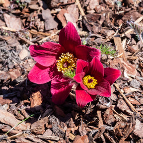 pulsatilla rood  - Rote Küchenschelle - Stauden