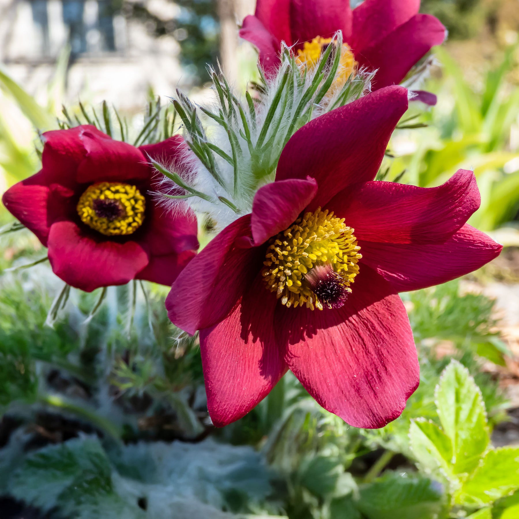 Stauden - Rote Küchenschelle - pulsatilla rood 