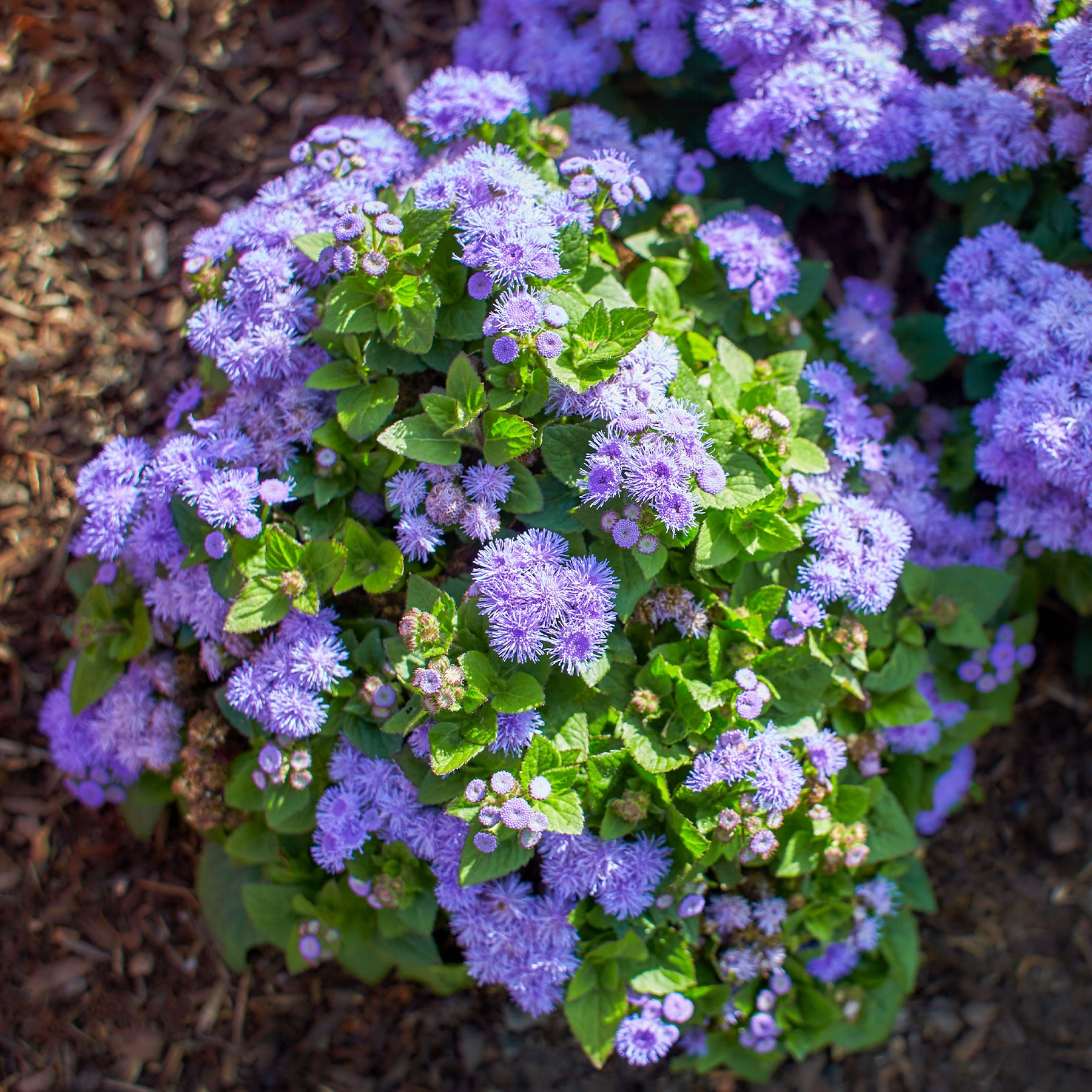 Blauer Leberbalsam (Ageratum) - Willemse