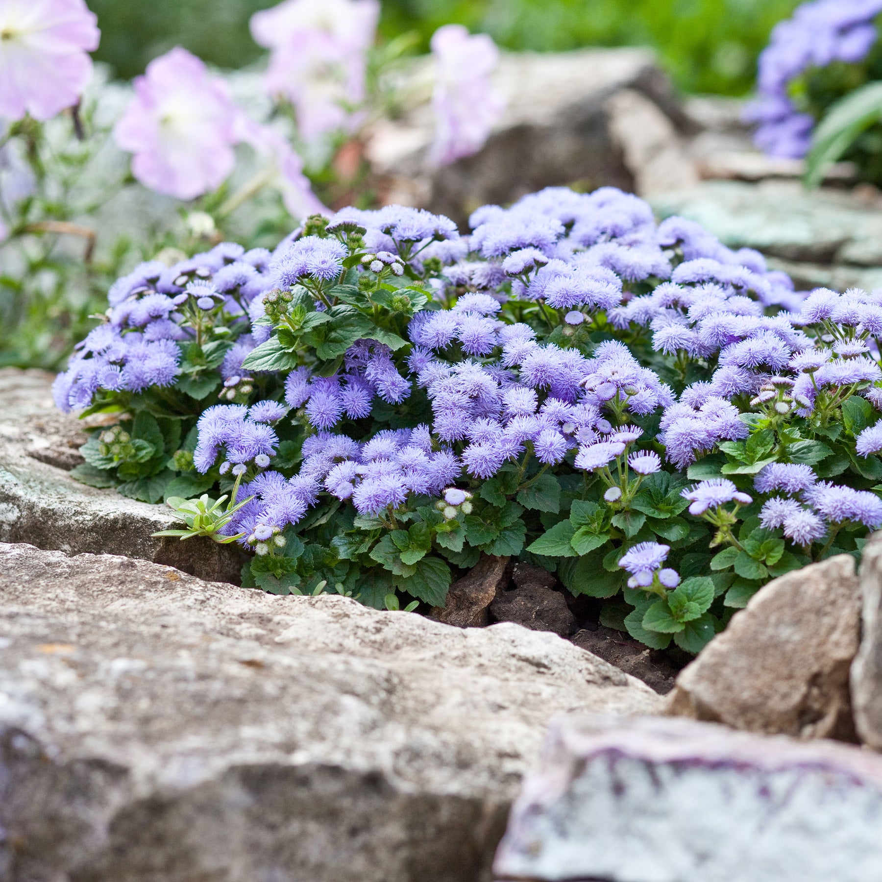 Blauer Leberbalsam (Ageratum) - Ageratum blue - Willemse