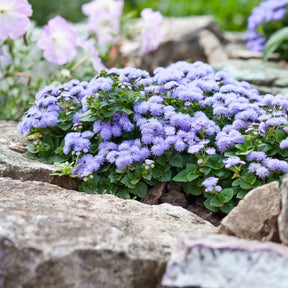 Blauer Leberbalsam (Ageratum) - Ageratum blue - Willemse