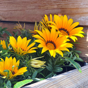 Blumen für Terrasse und Balkon - Gazania Suncarpet® - Gazania Suncarpet®