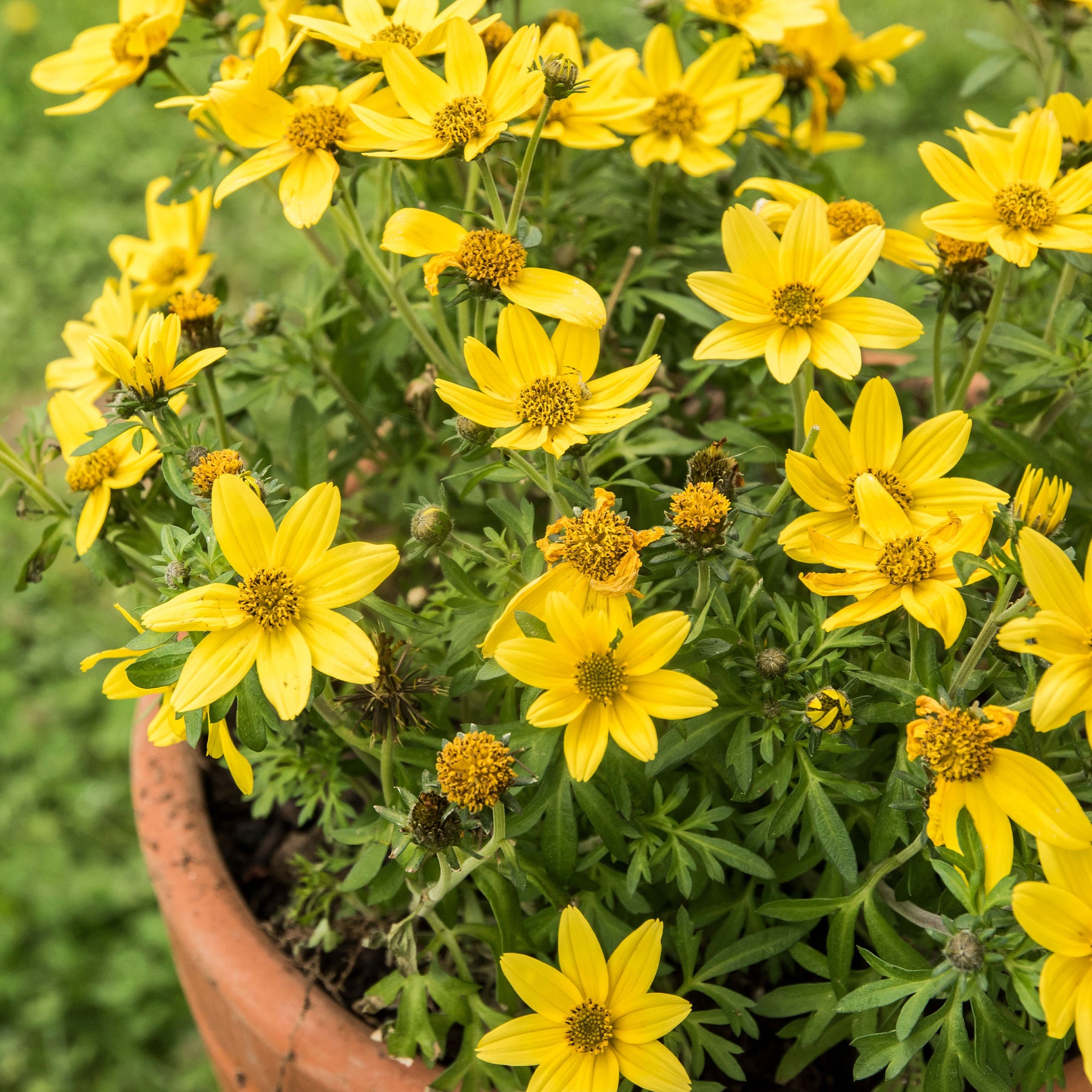 Gelbe Bidens