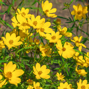 Gelbe Bidens - Bidens yellow - Willemse