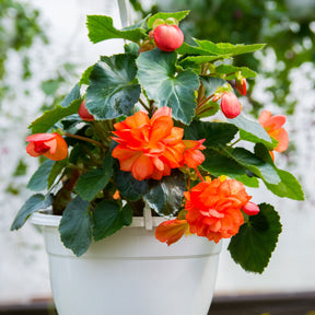 Knollenbegonie Orange - Bégonia orange - Willemse