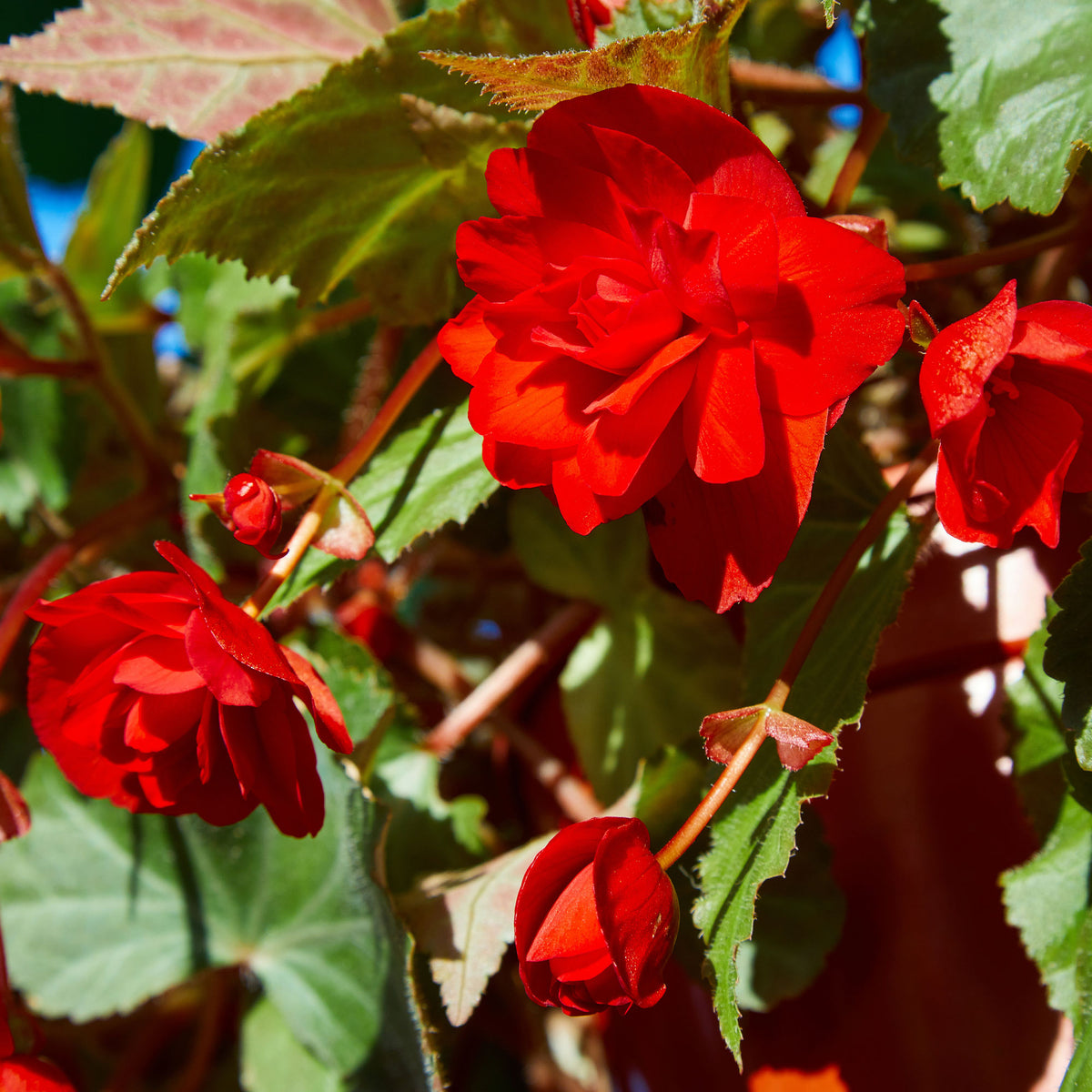 Bégonia red - Knollenbegonie rot - Blumen für Terrasse und Balkon